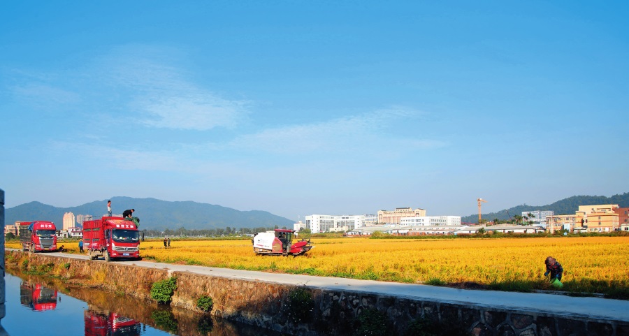 广东的田地 广东的田地