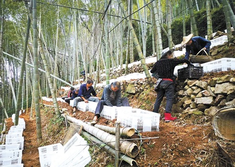 深挖丛林“钱库”，浙江林下生“金”