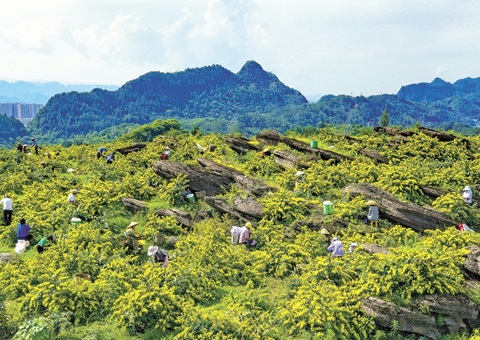 沉庆秀山：一朵山银花，开放19亿元综合产值