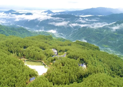 四川巴中试点奉行林地股份造经营模式